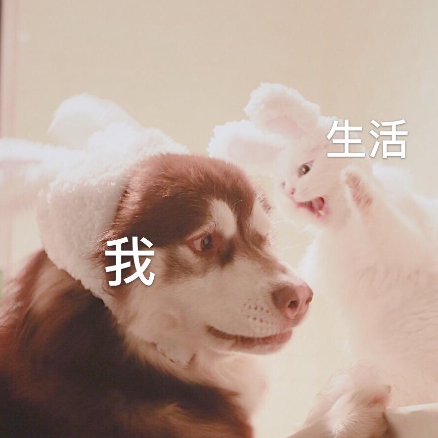 滚滚有只猫