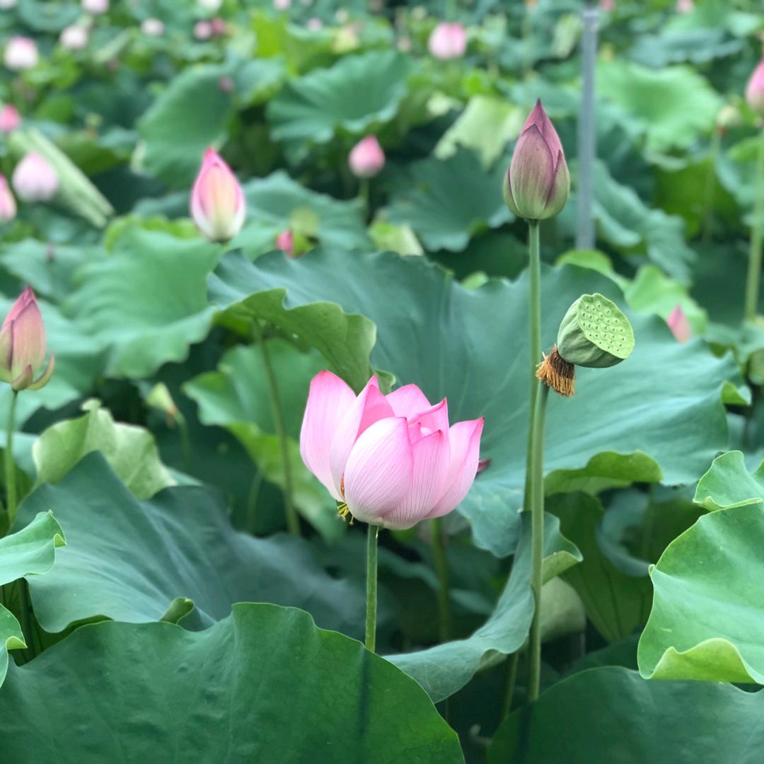 南阳开娣