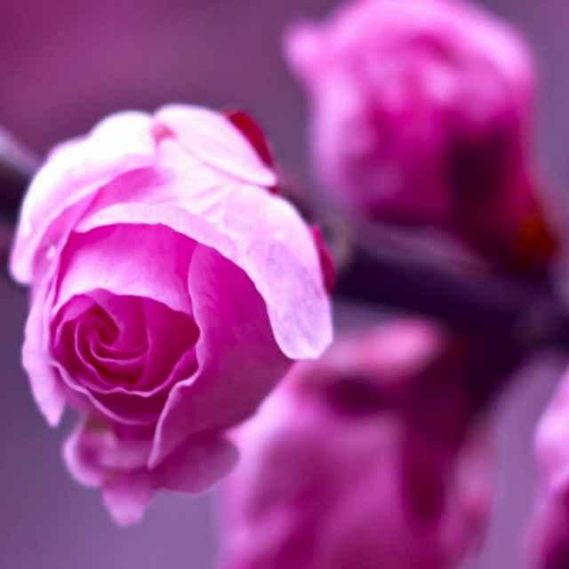 紫藤花蕾