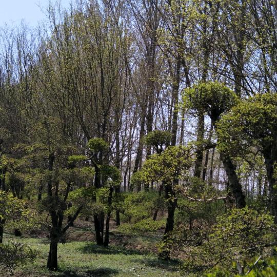 燃星