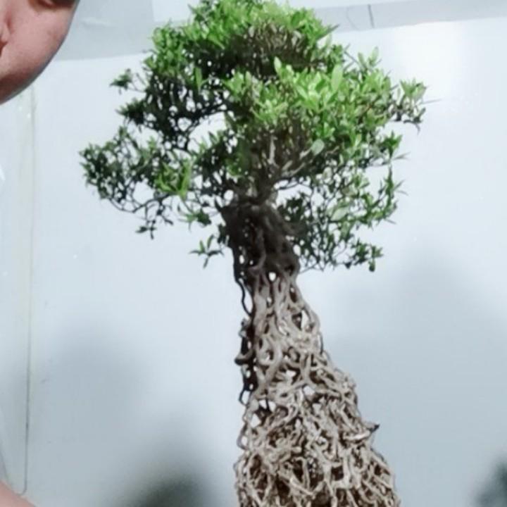 胡永方盆景园艺场