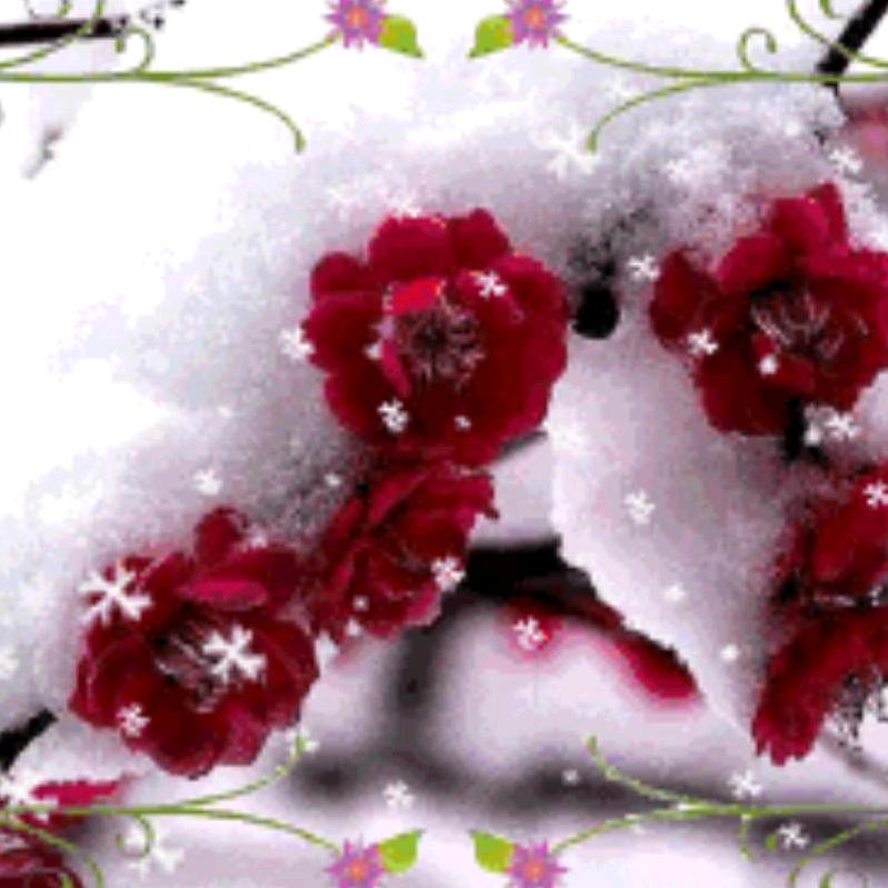 水晶玫瑰🌹