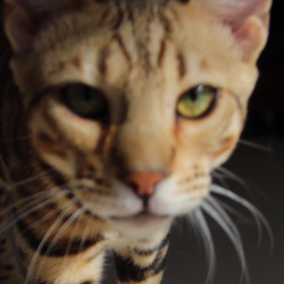BOSS孟加拉豹猫猫舍
