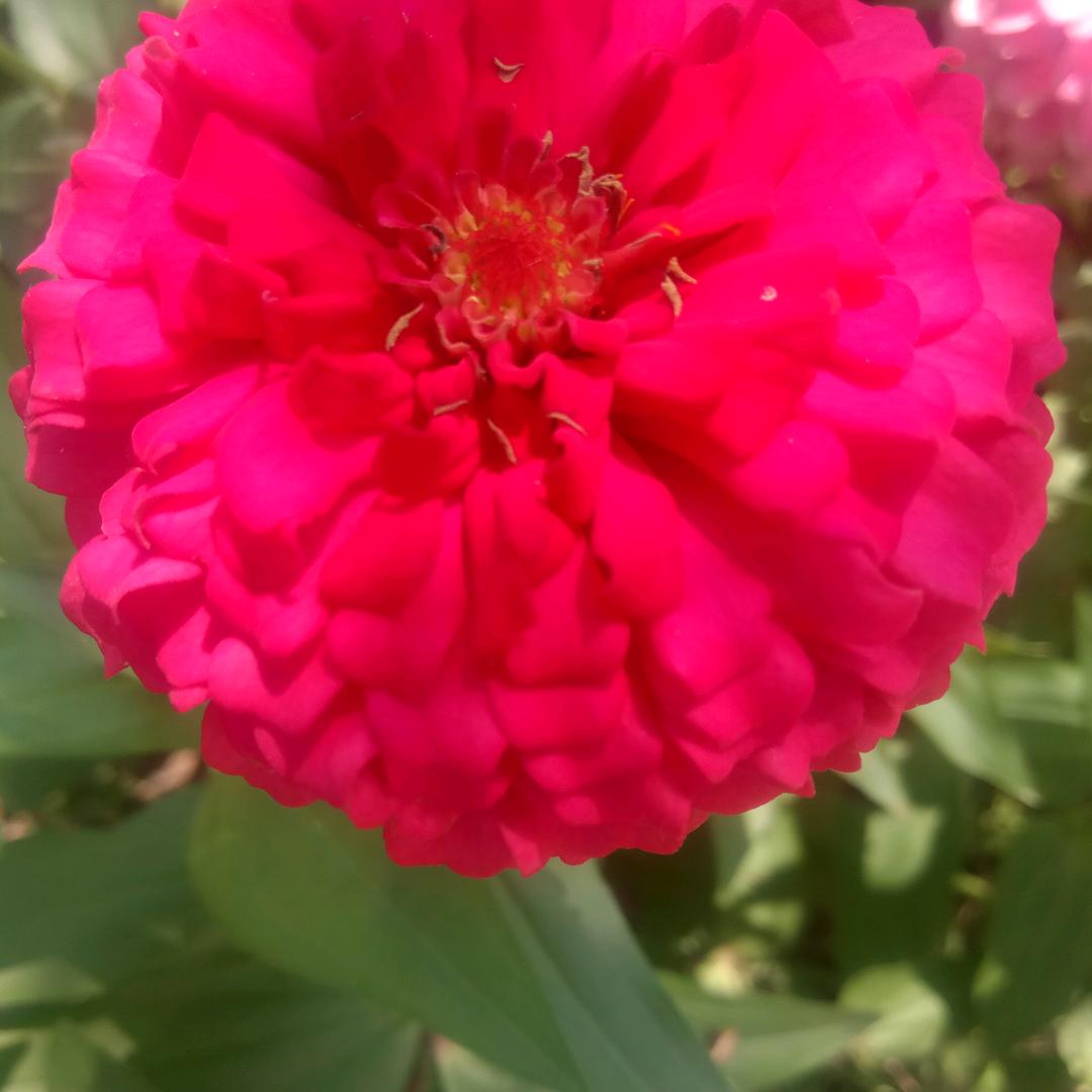 祥瑞——红豆