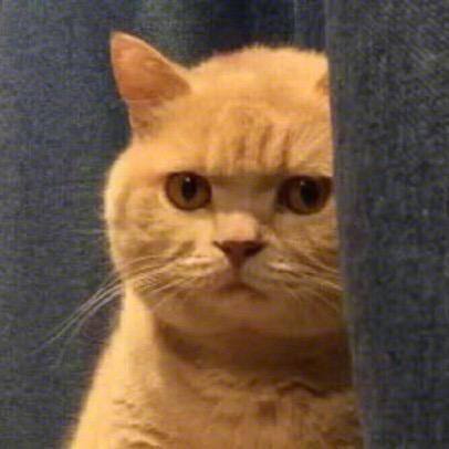 大橘🍊的猫