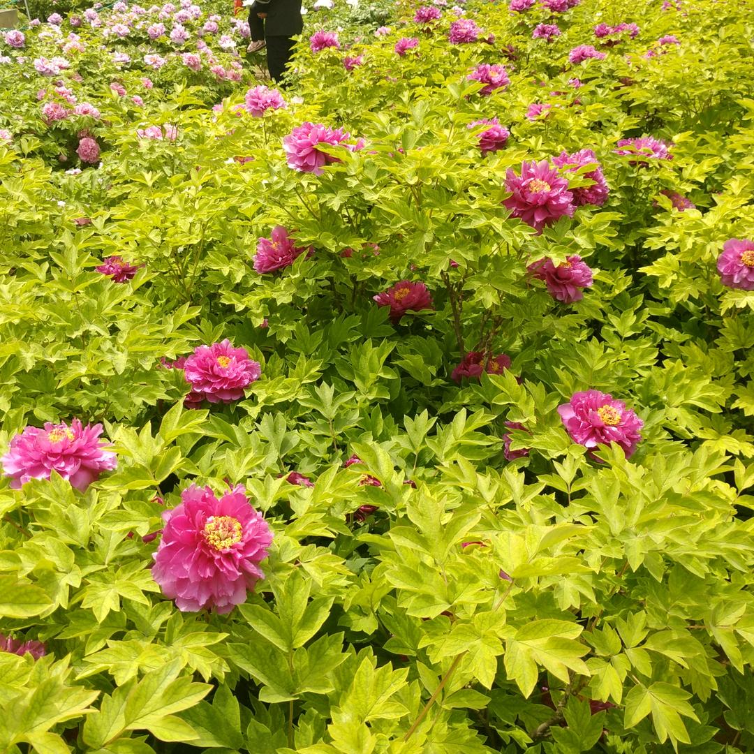 明天