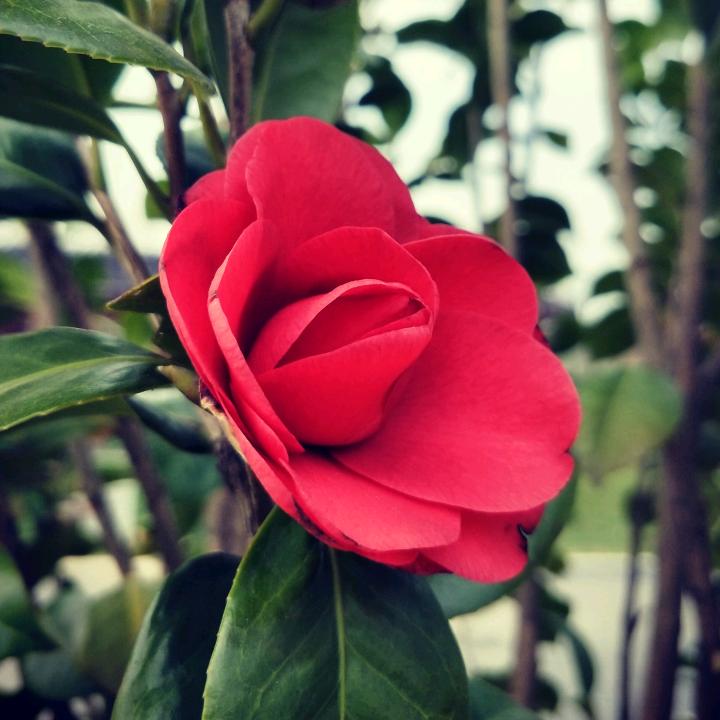 明月zfz
