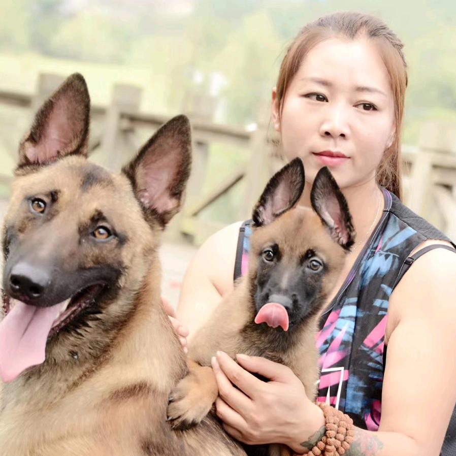 成都训犬李琴@安东尼