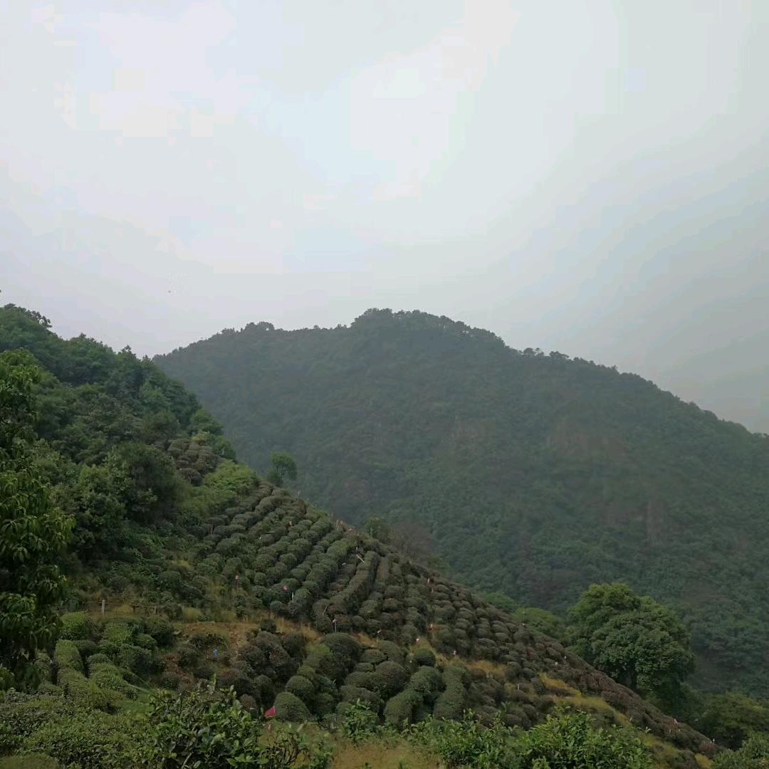 瑶芝不是雪