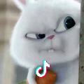 浙江猿