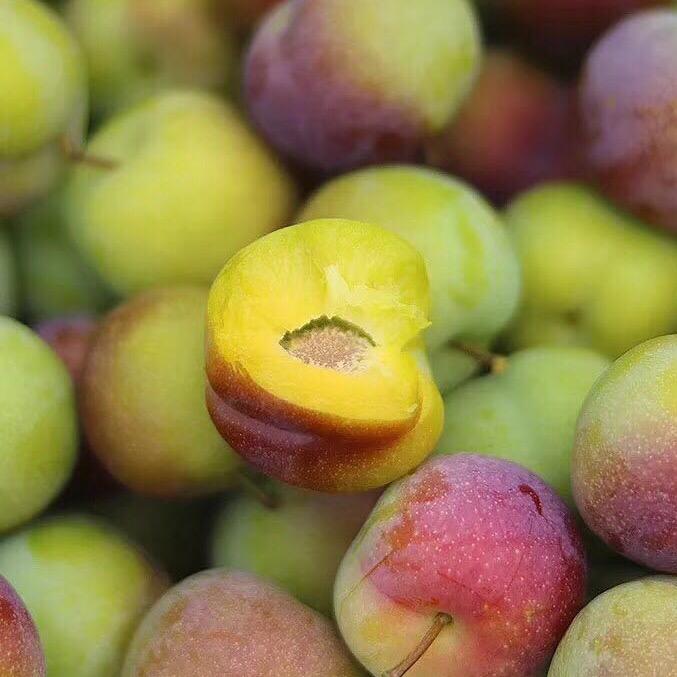农菓菓果园