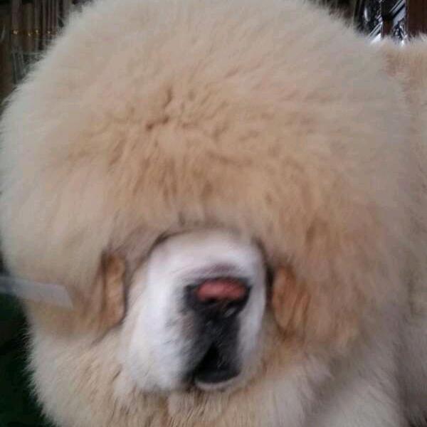 洛阳龙兴獒苑