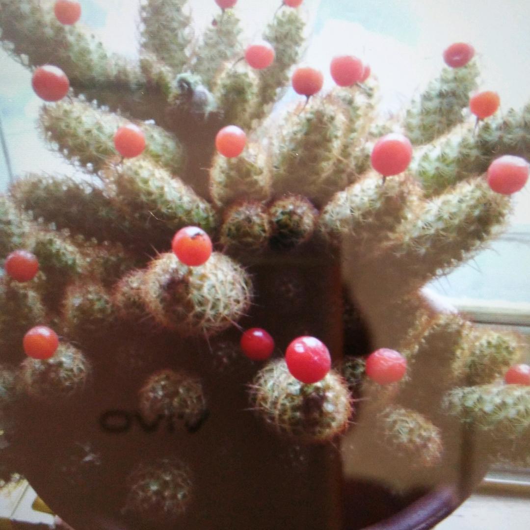 灰灰