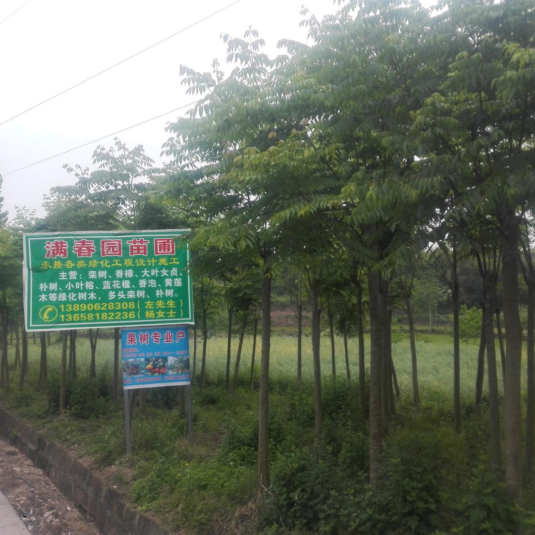 诚信苗木