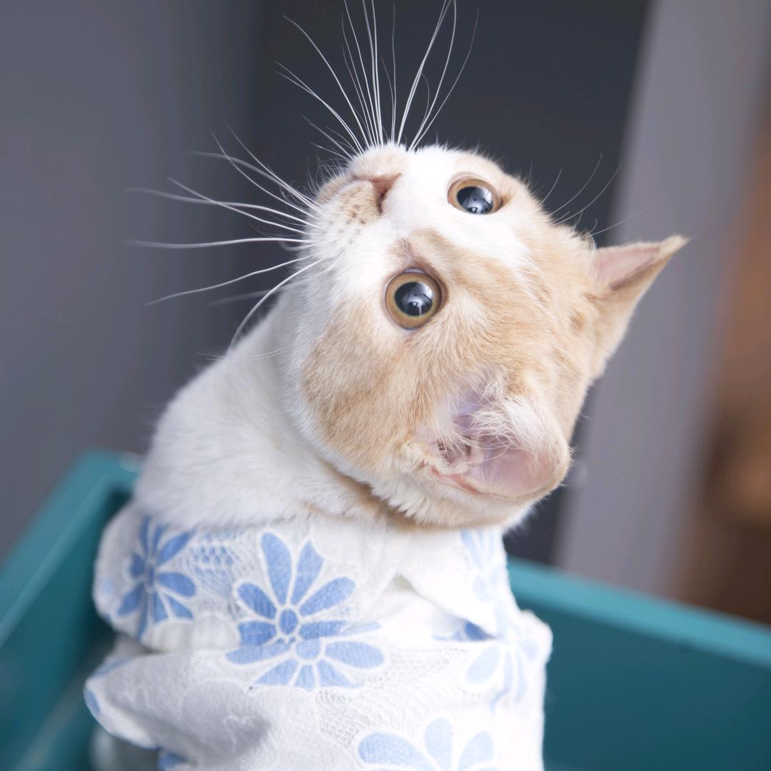 奥迪是只猫