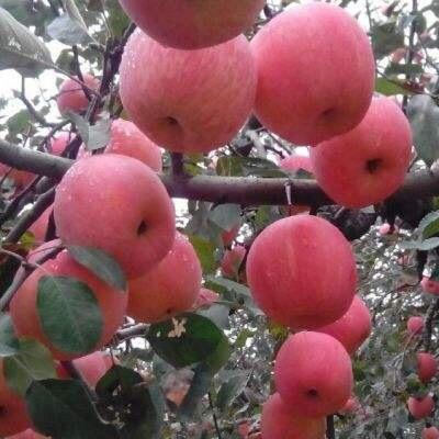硕丽水果店