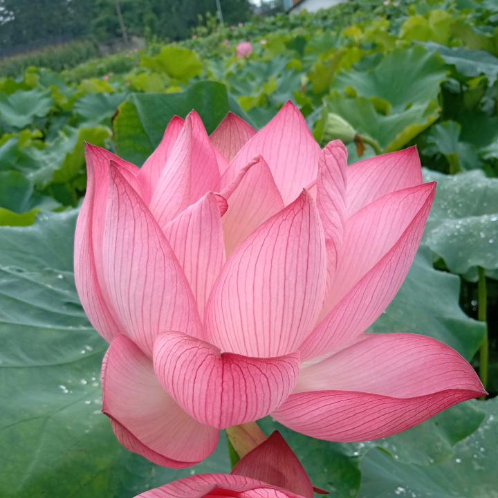小燕子