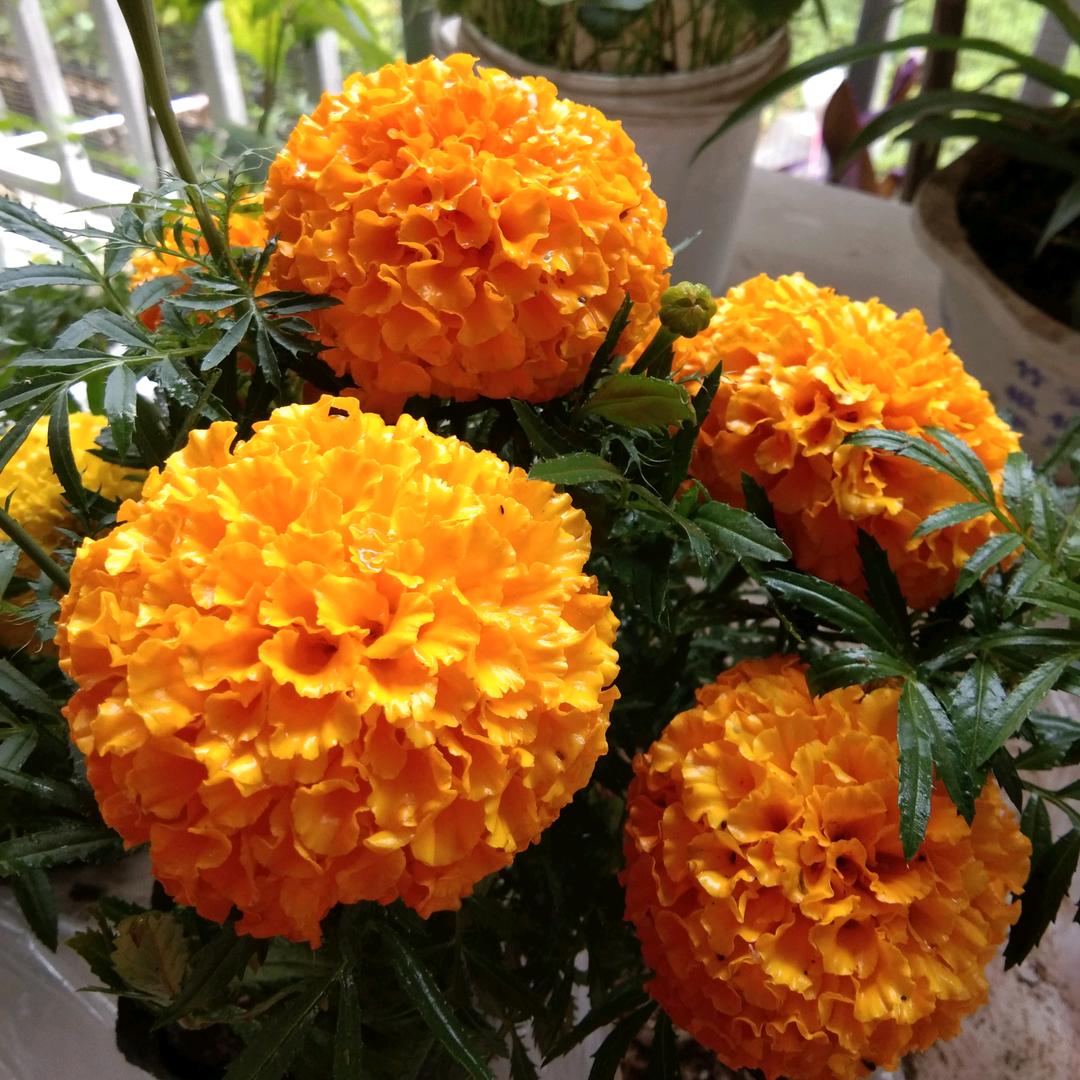 江南桂花🐎桂红