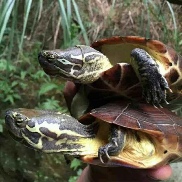 昆仑国龟
