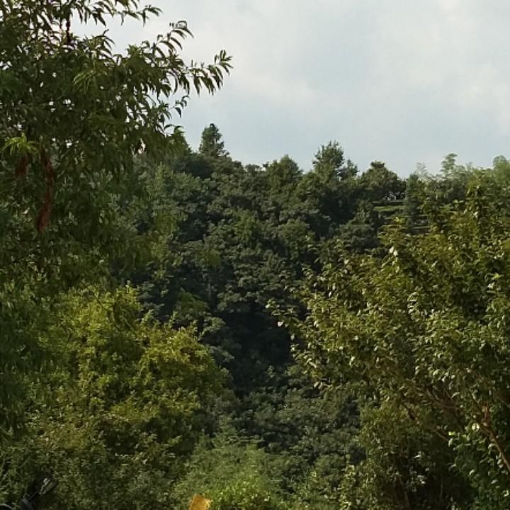 刘大伟（抖音溜子）