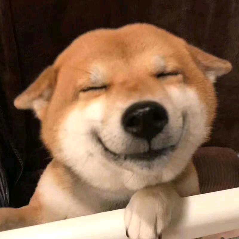 刘姐和她的毛孩子