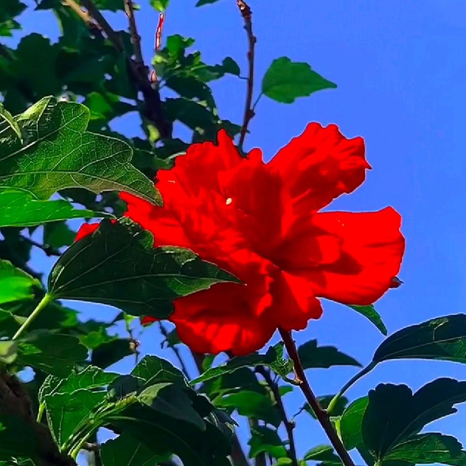 雾里看花(王)