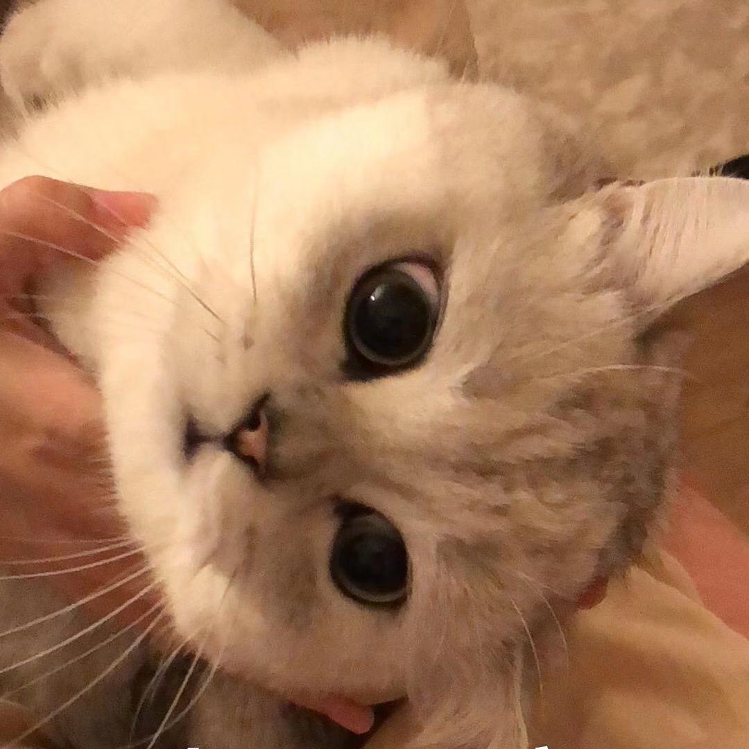 苏核桃是只猪