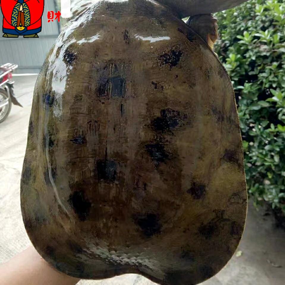 李定新武陵源甲鱼