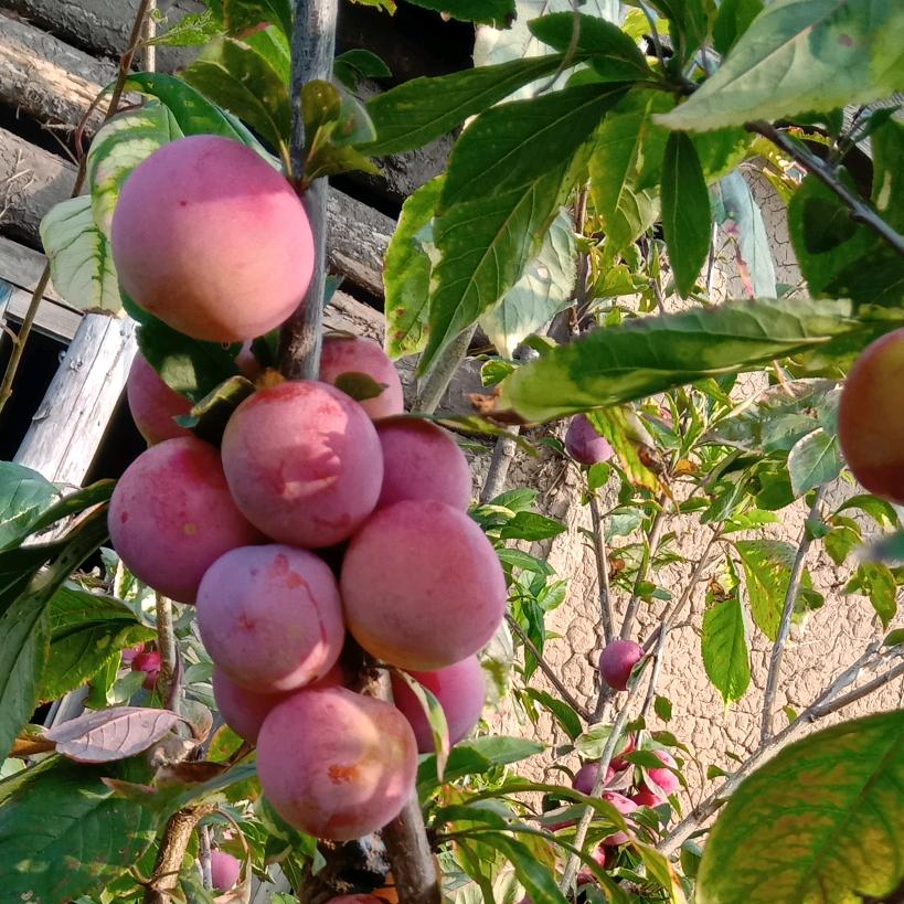 明天会更好