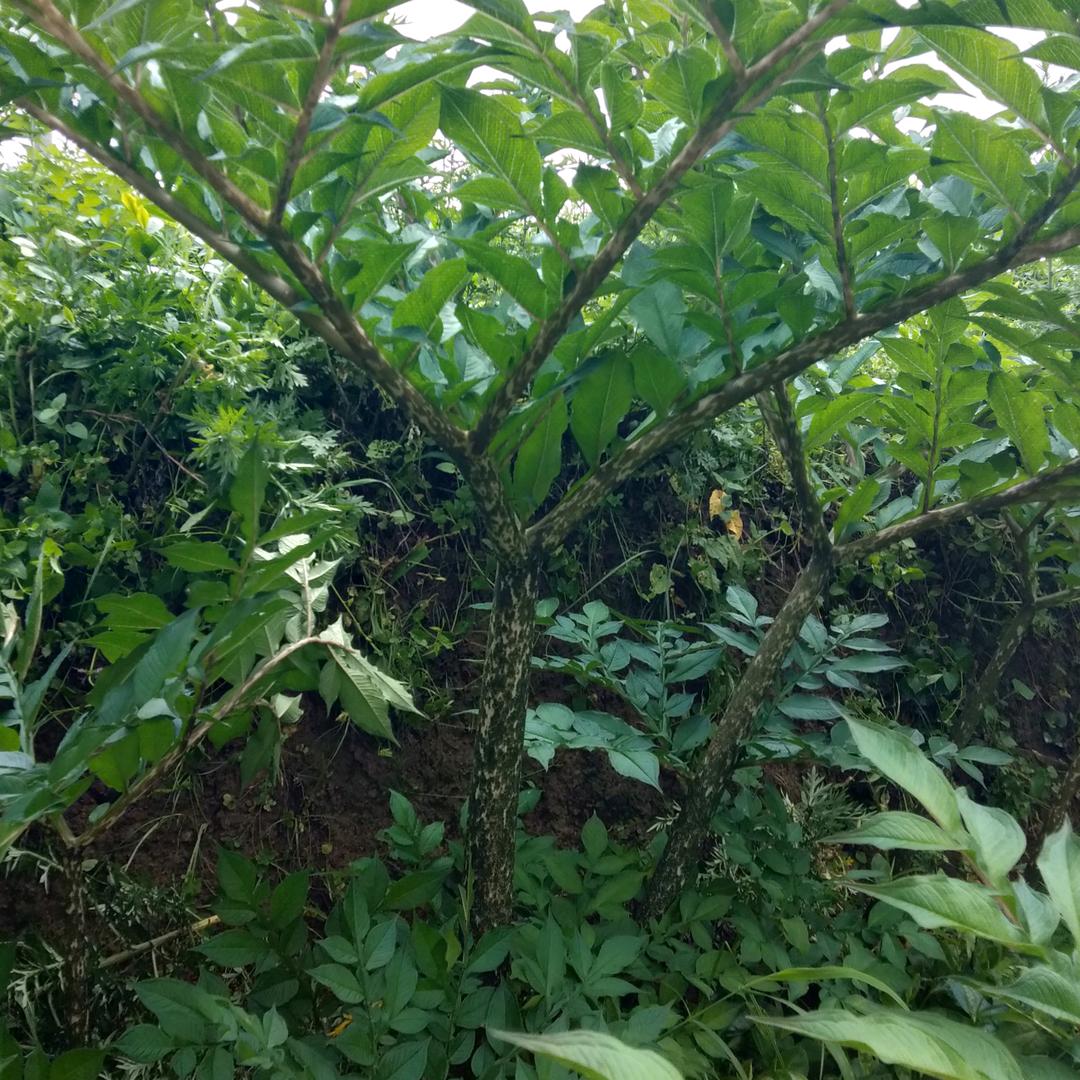 有苦会有甜