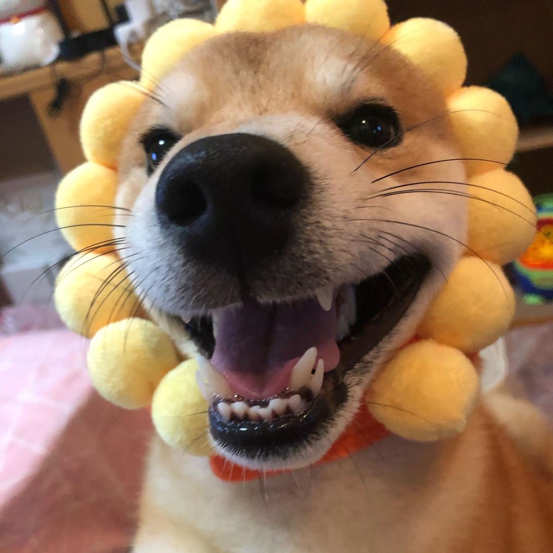 蜜汁王炸