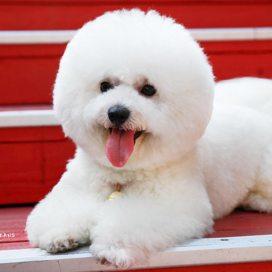 比熊犬百科