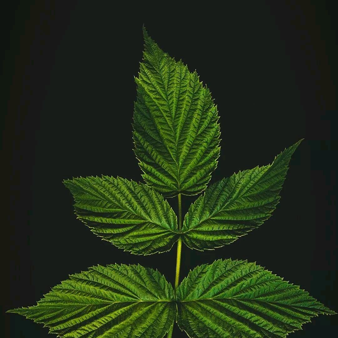 蜉蝣。