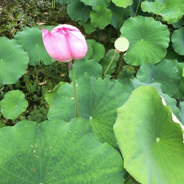 晨曦奶奶