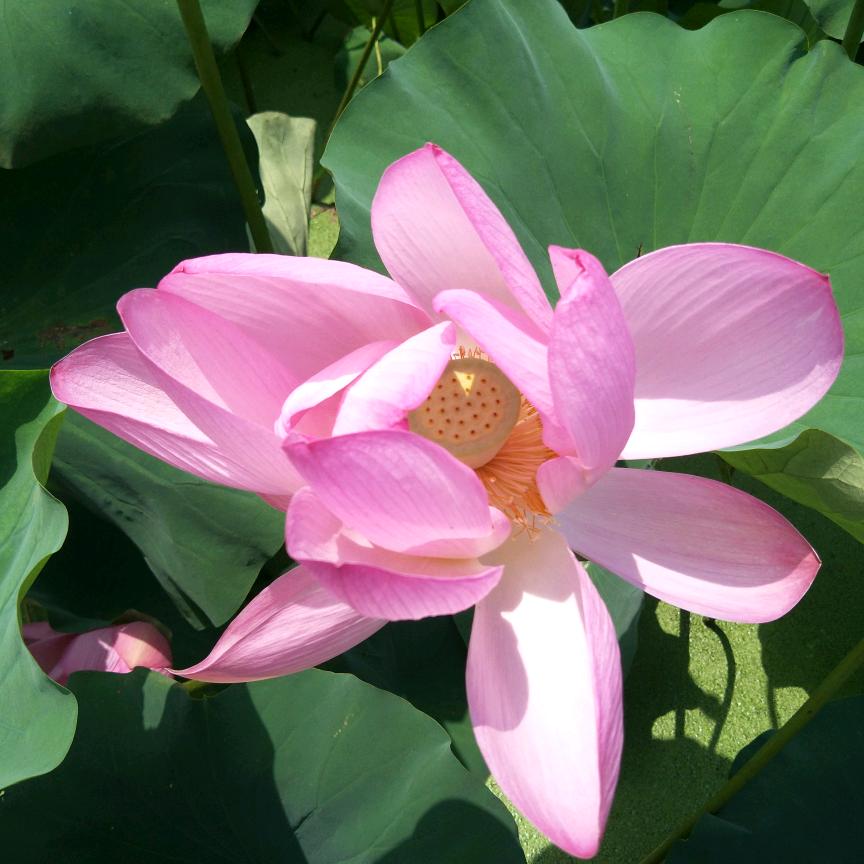 荷花