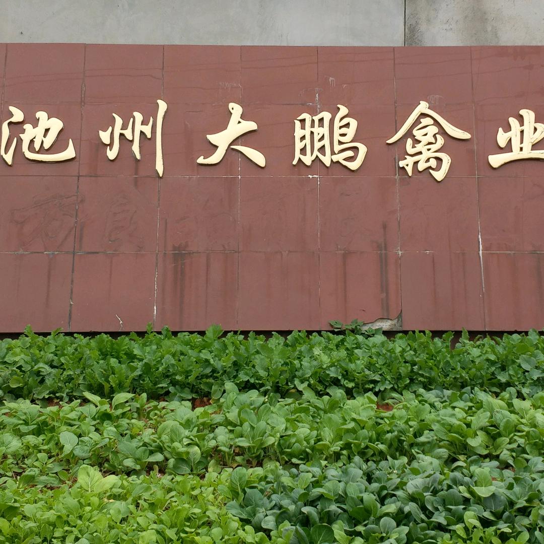 池州大鹏禽业有限公司