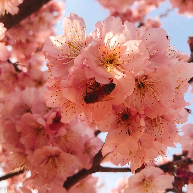 名枫品种樱花基地