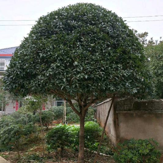 阿勇 桂花树自销