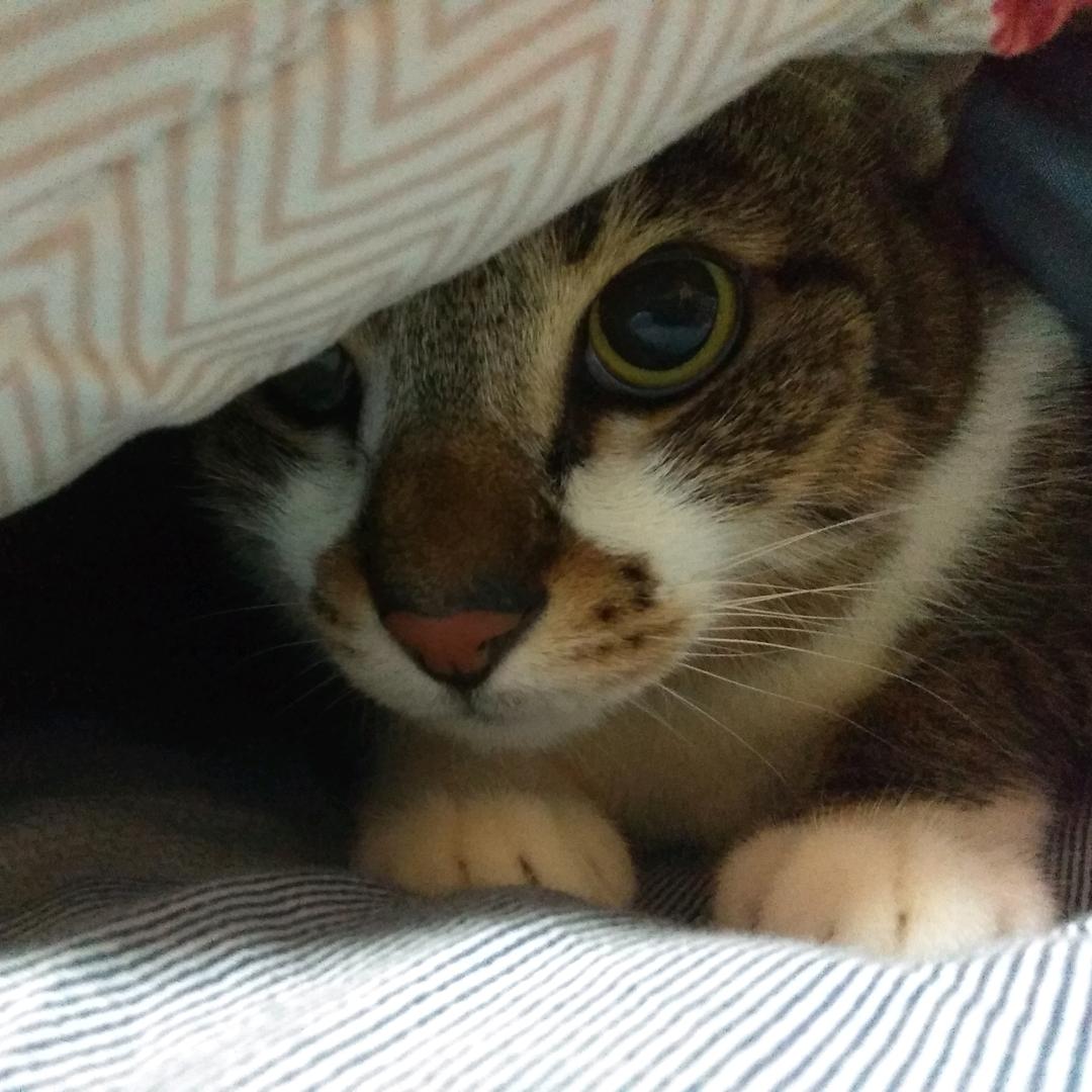 狸花大大猫