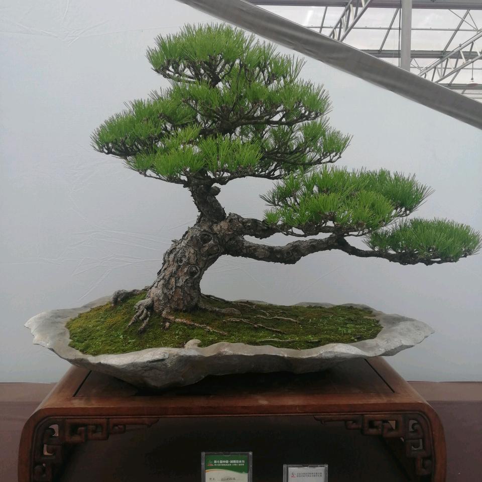 君之悦盆景园