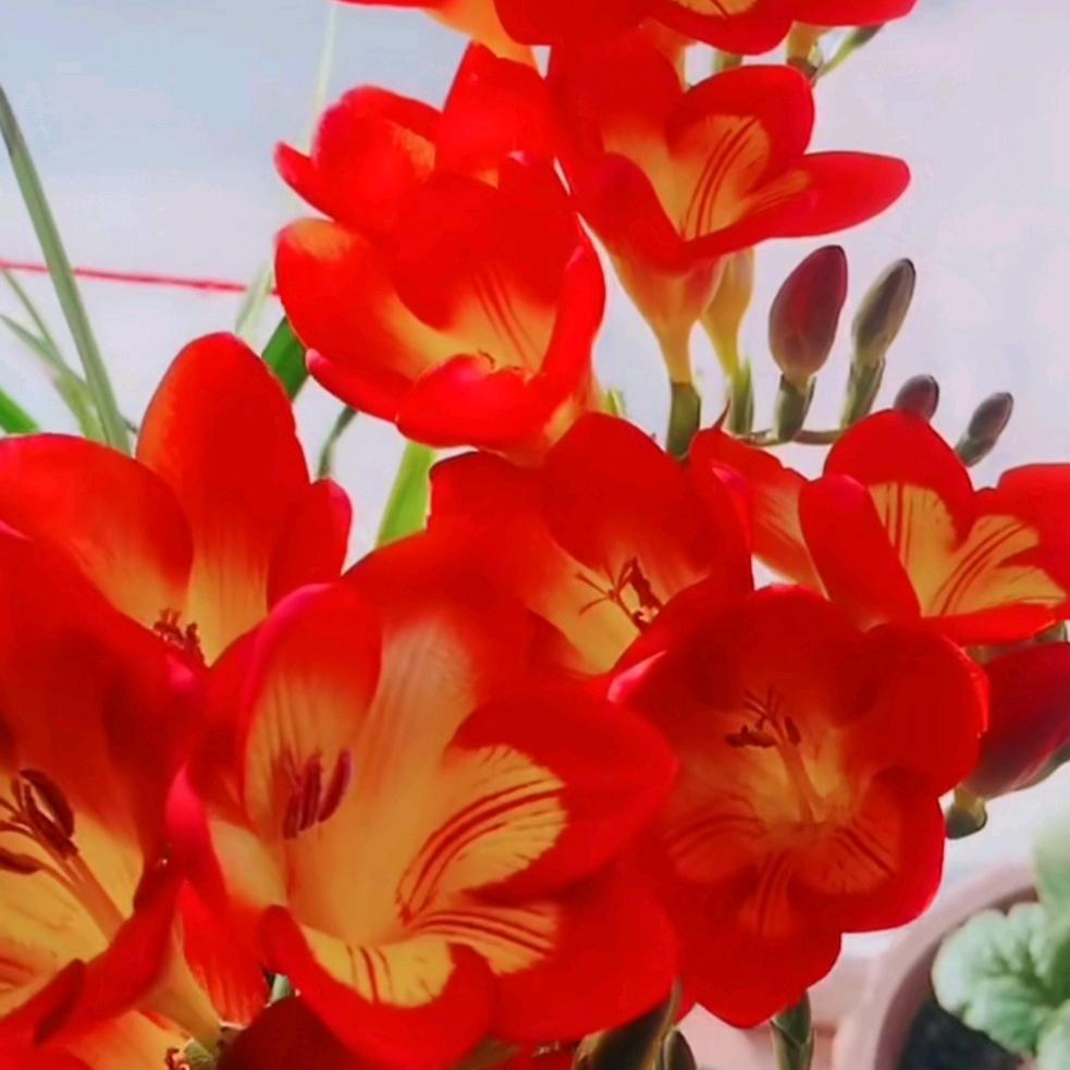樱  桃  