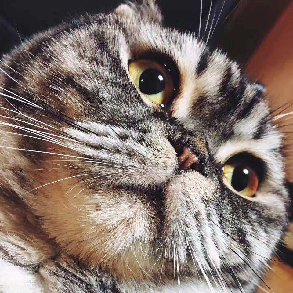 韬爸