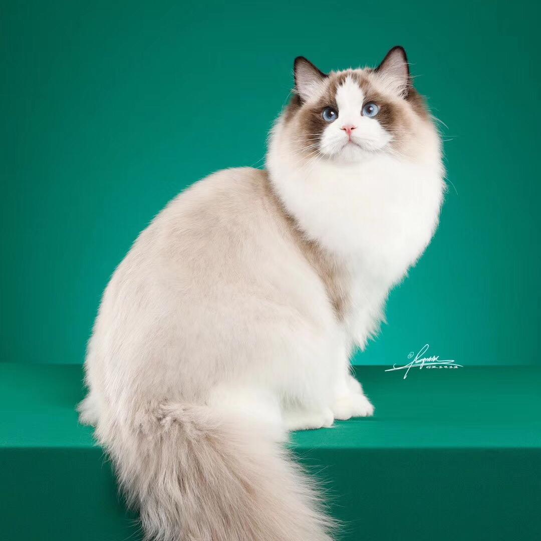 烂烂不是猫