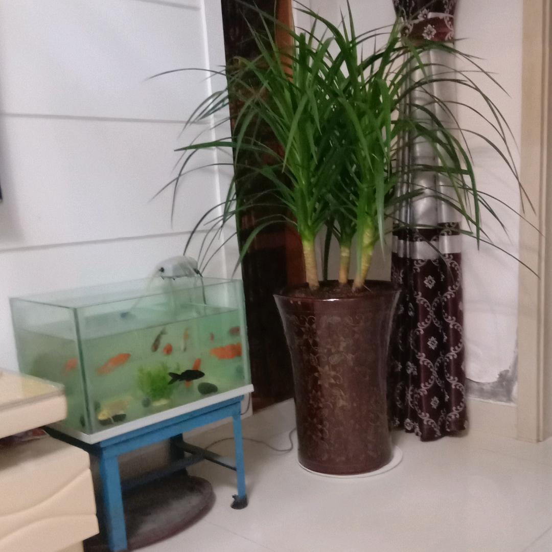 老吴