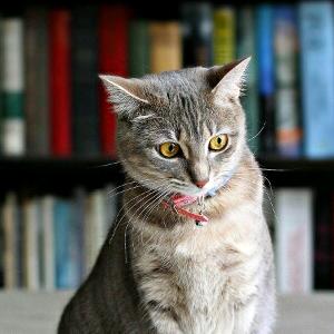 夜猫子🍎🍎