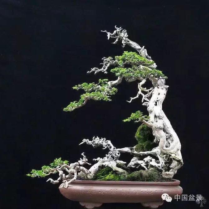 致远盆景