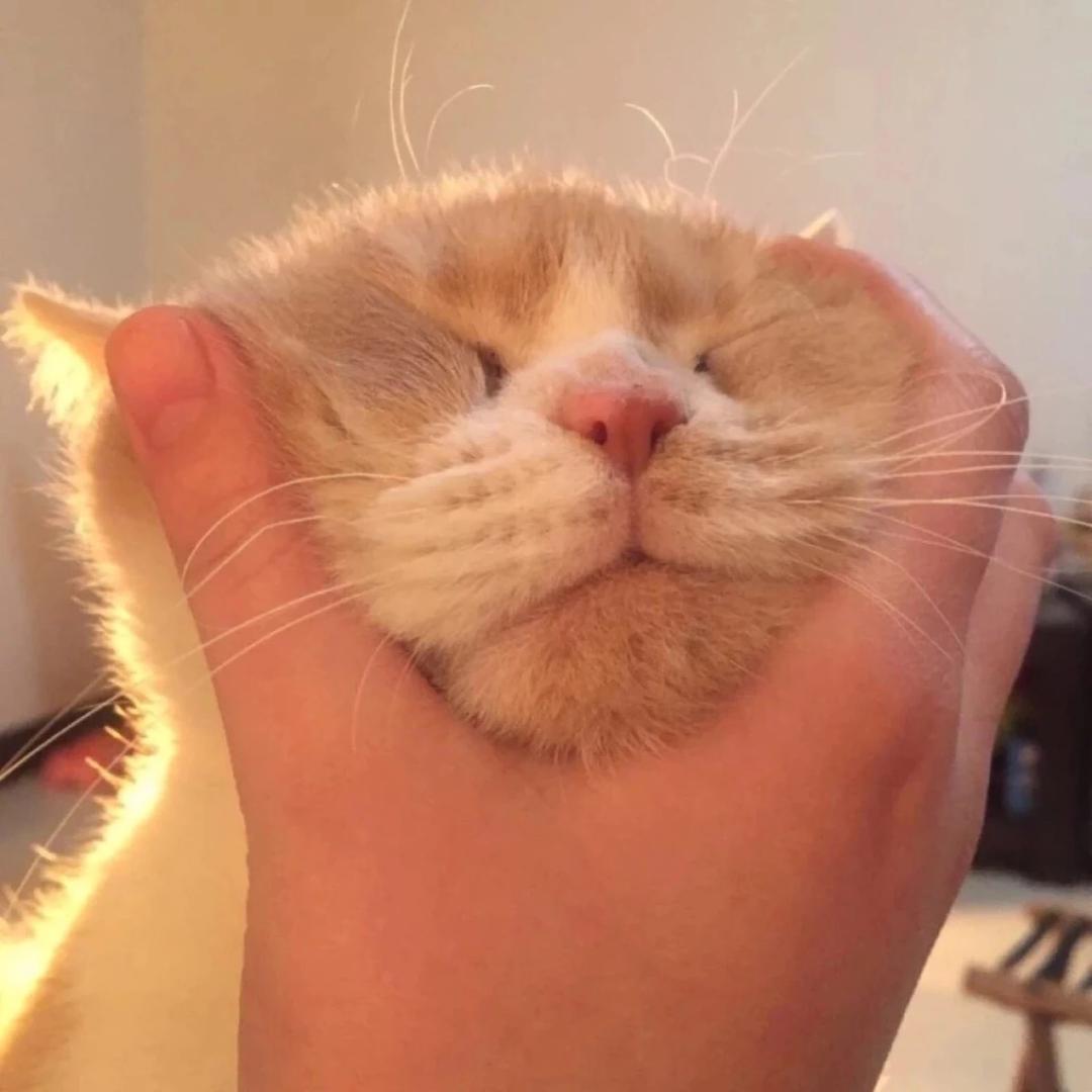 猫 二