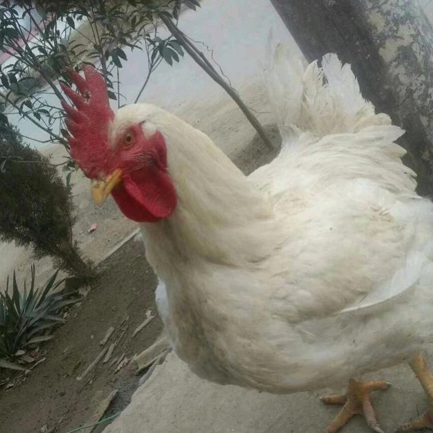 彭超