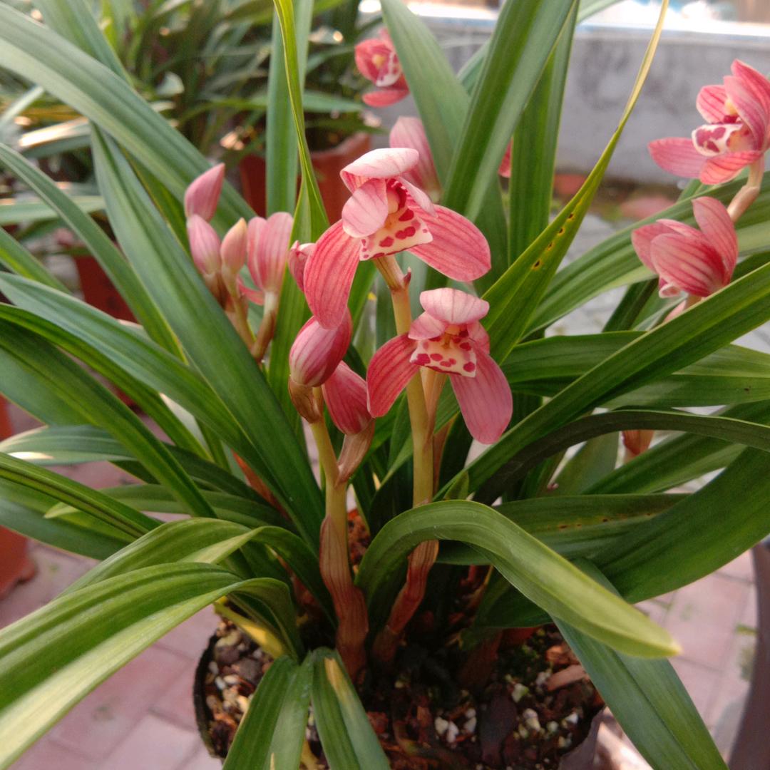 绿金花卉兰花