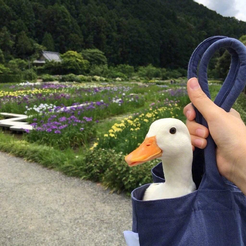 哦多茄